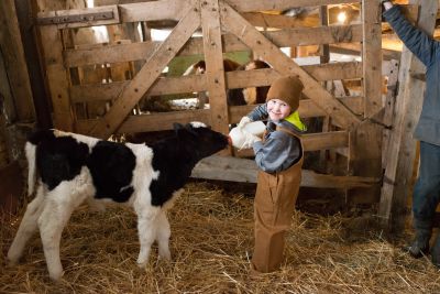 happy little ranch boy in checkered shirt feeds milk to young calf with bottle